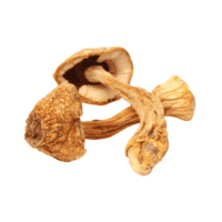 AGARICUS BLAZEI MURRILL mushrooms