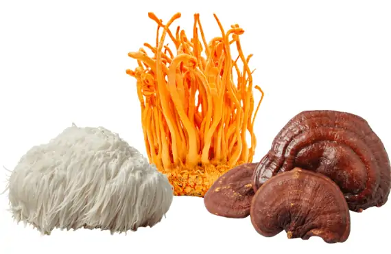 Adaptogenic Mushrooms next to each other. cordyceps, reishi and lion's mane mushrooms.