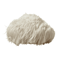 Lion's mane mushroom on white background