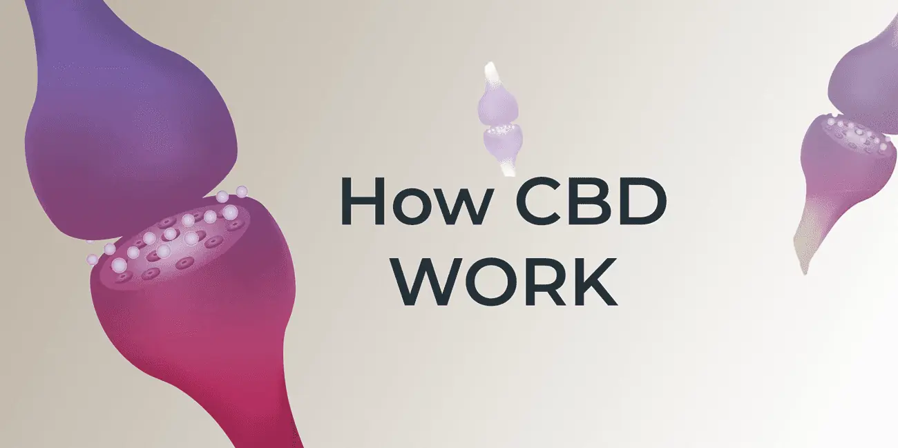 how cbd work, receptors in the ECS.