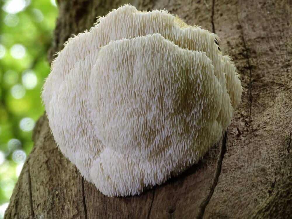 Lion's Mane mushroom. functional mushrooms.