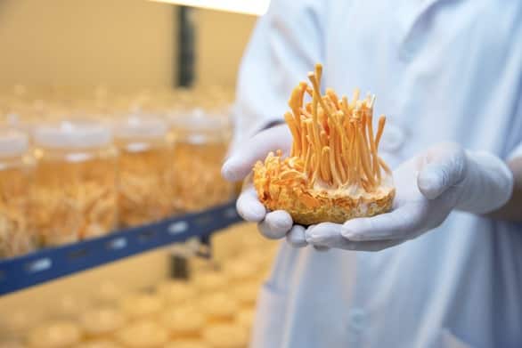 cordyceps farm in clean laboratory chinese herb health ideas concept on hand of farmer in farm.