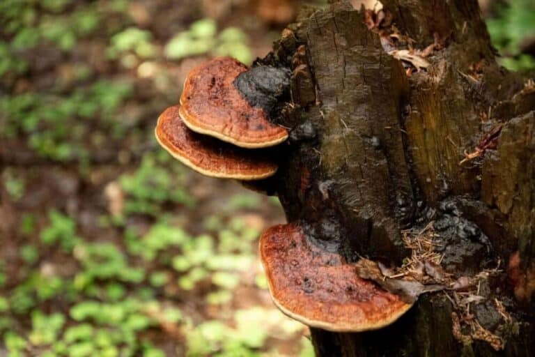 Reishi mushroom benefits and side effects