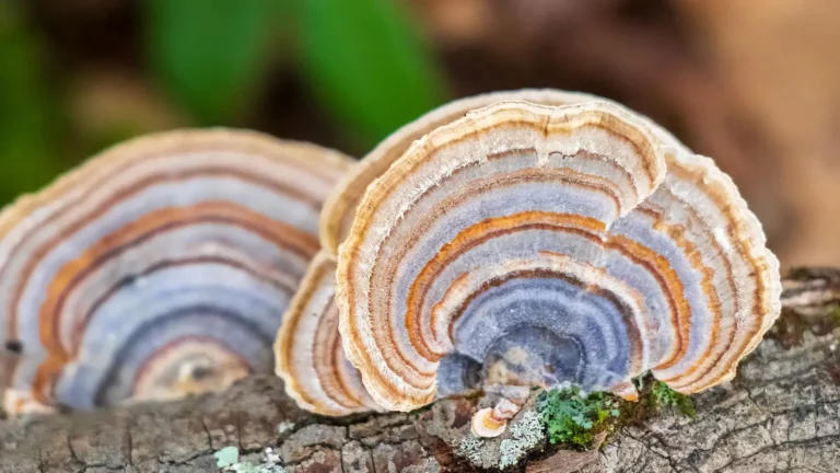 turkey tail mushrooms - benefits, side effects, uses, dosage