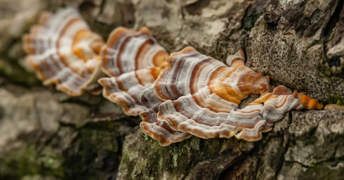turkey tail mushroom on wood, Side Effects and consideration 