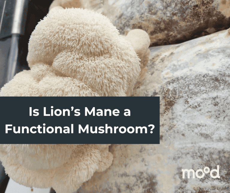 Is Lion’s Mane a Functional Mushroom?