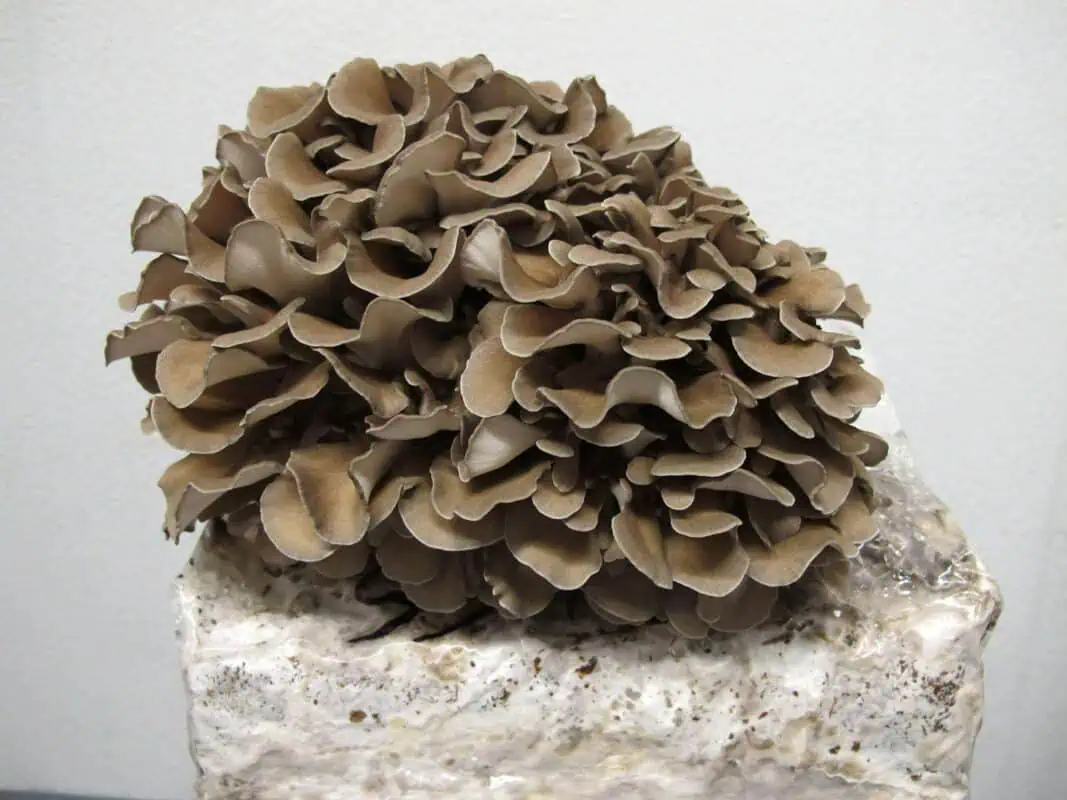 maitake mushroom